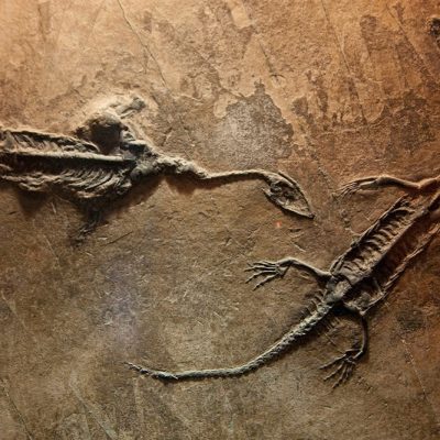 О динозаврах и окаменелостях.